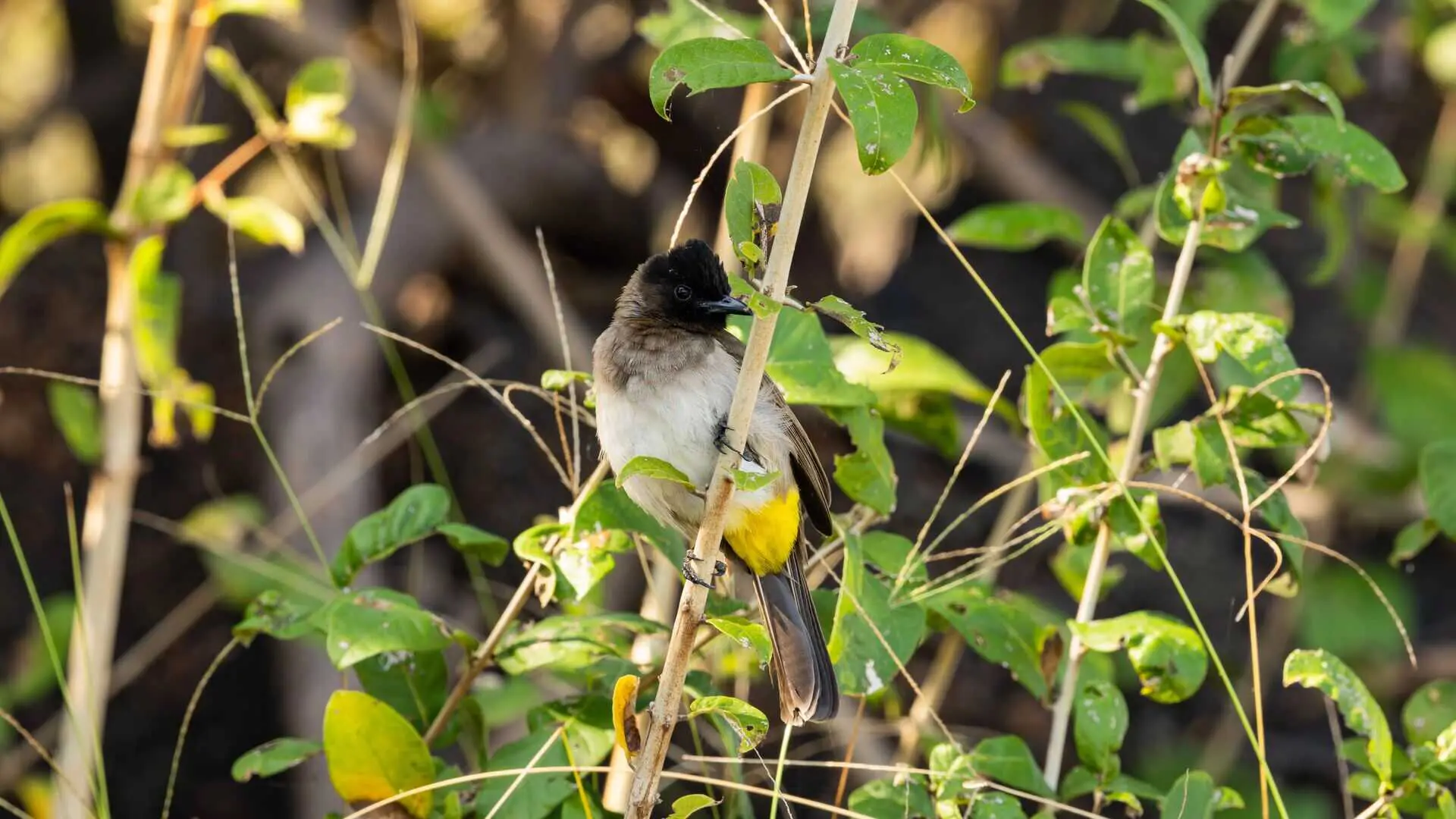 Nyerere National Park Tanzania
