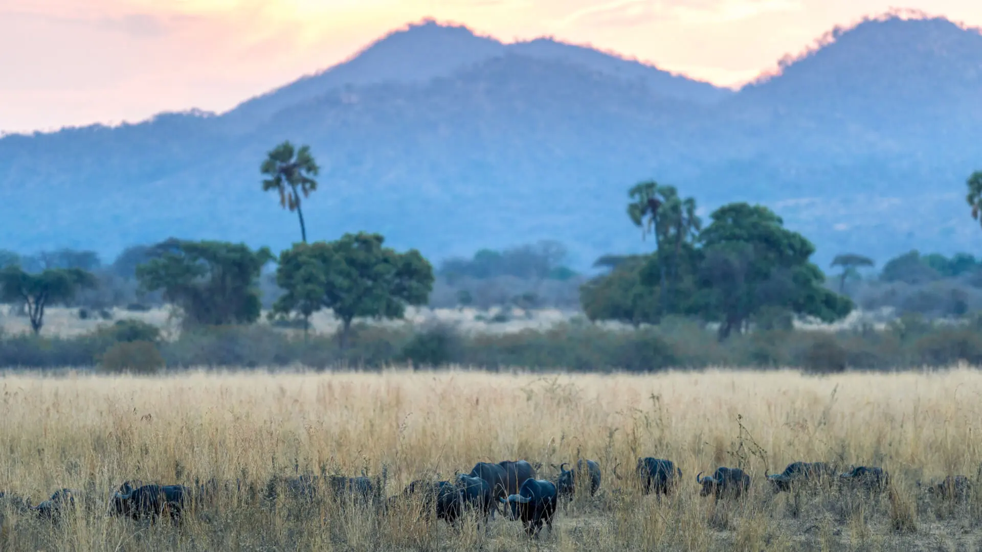 Western Tanzania safari