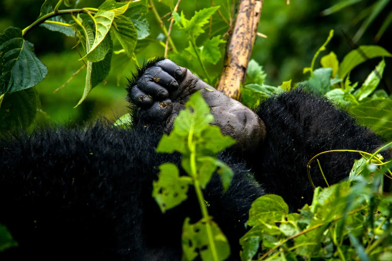 Western Tanzania safari