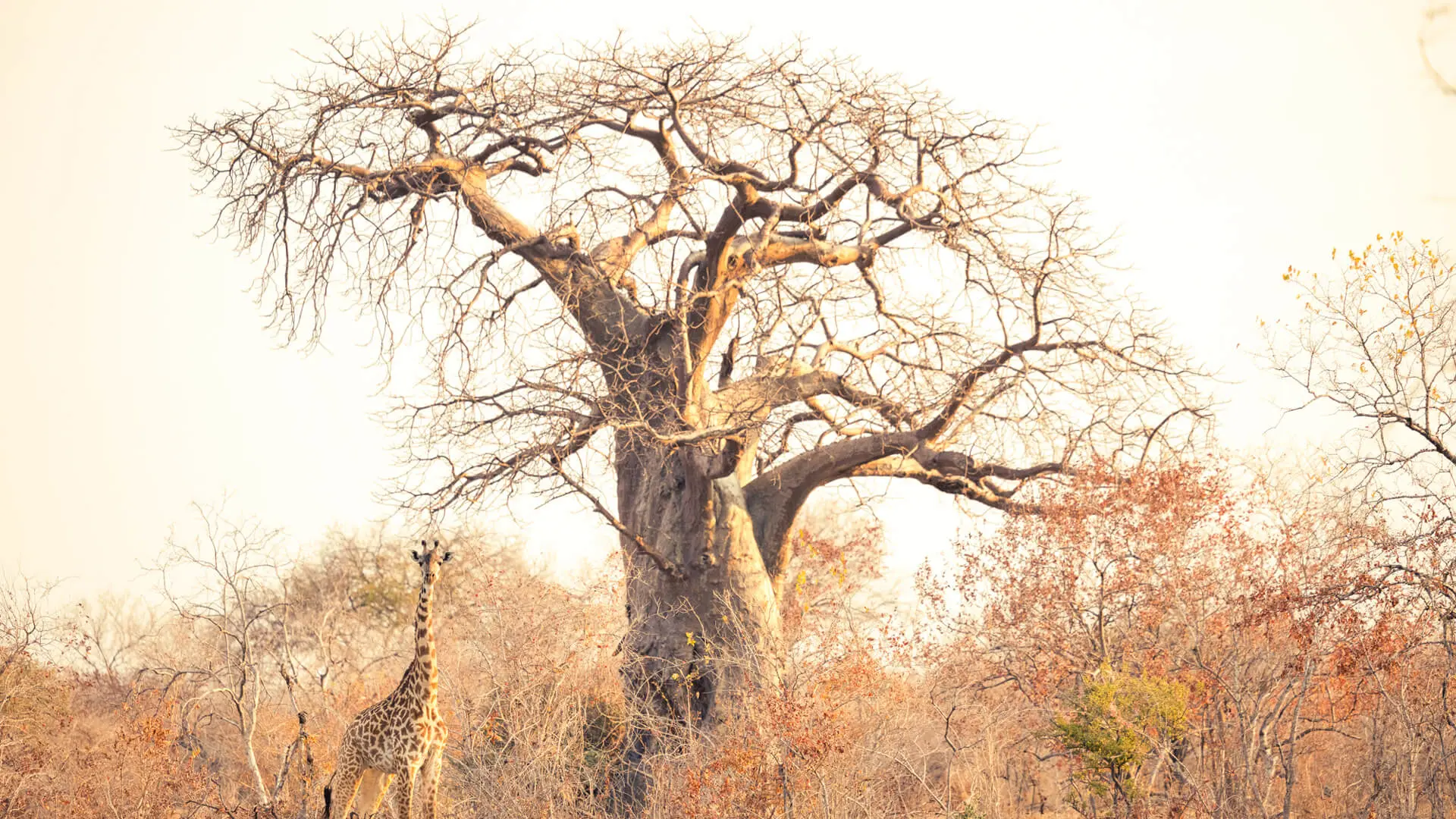Southern Tanzania wilderness safari