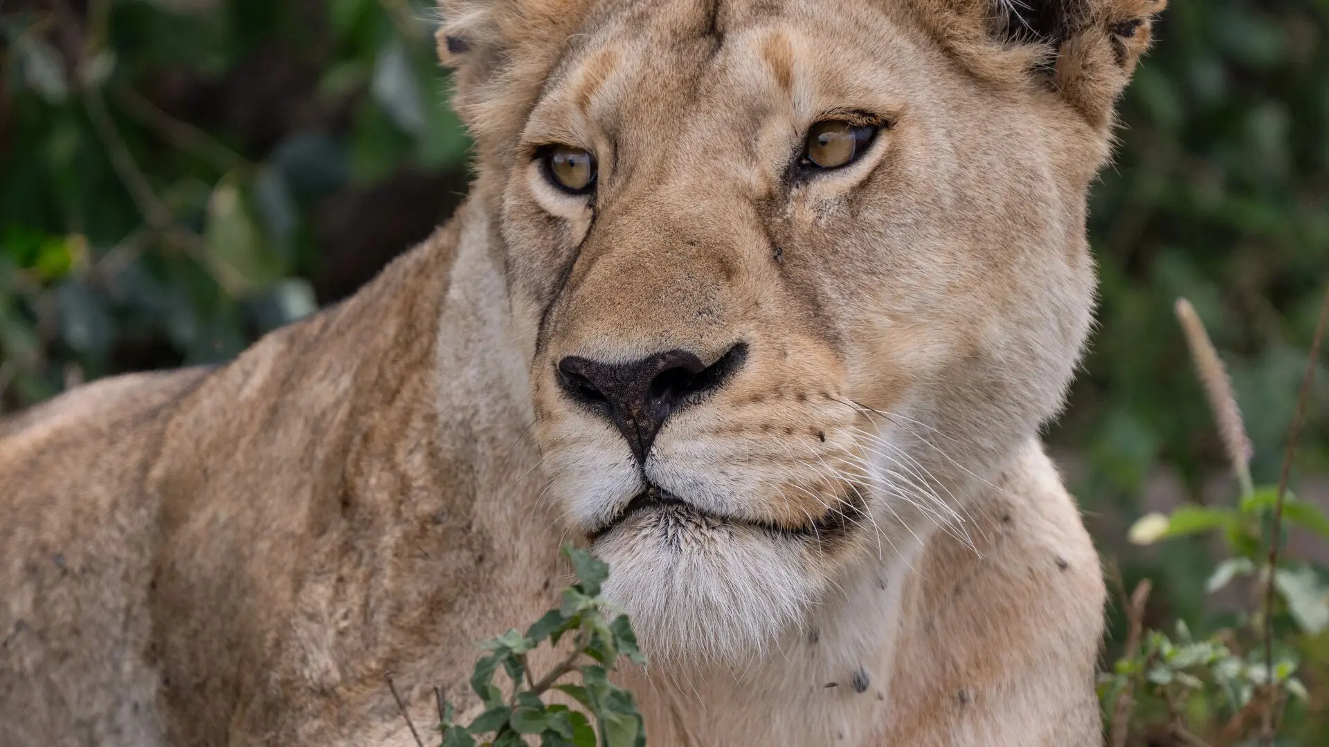 Great Migration safari in Serengeti