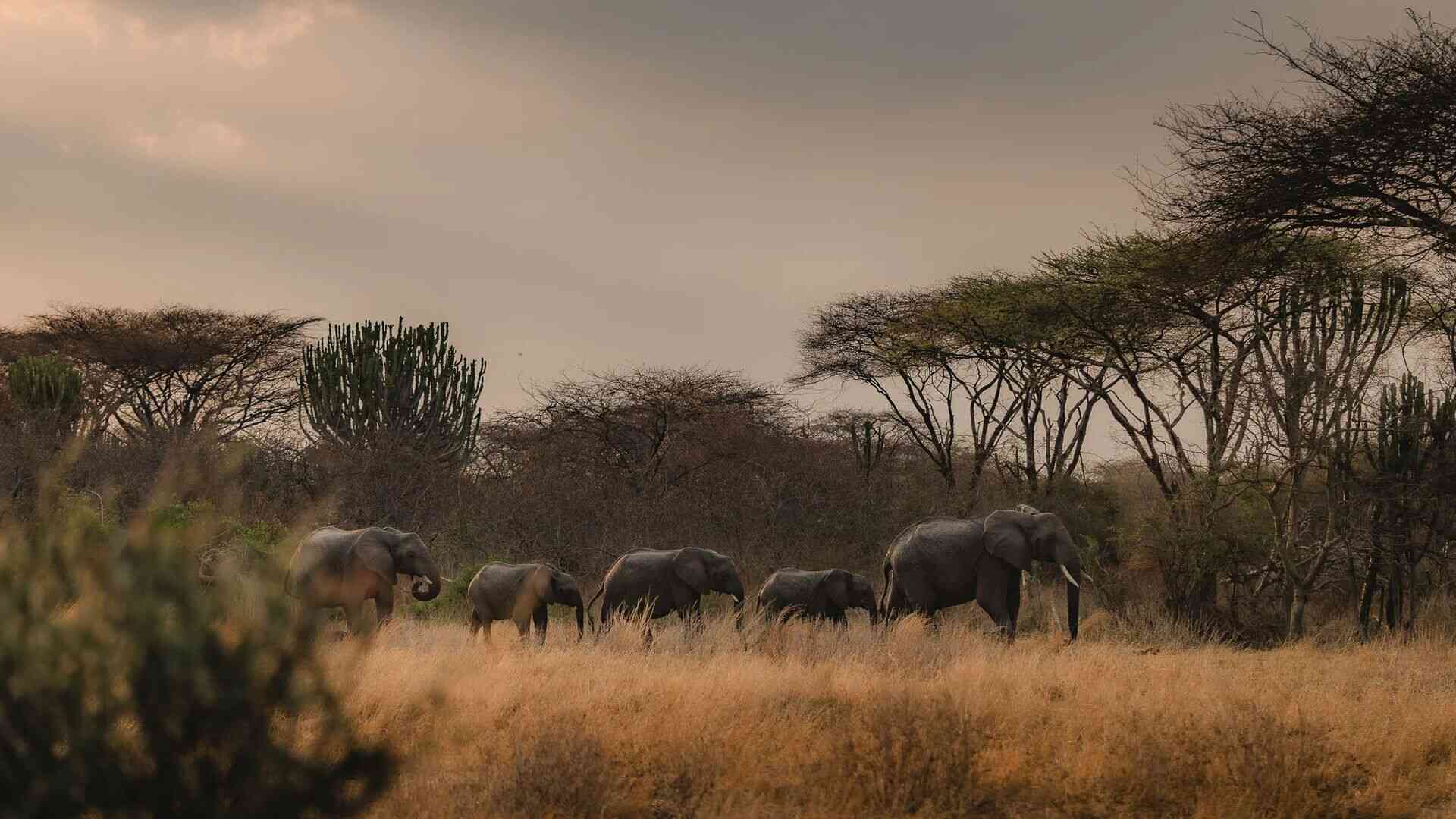 Ruaha and Nyerere safari