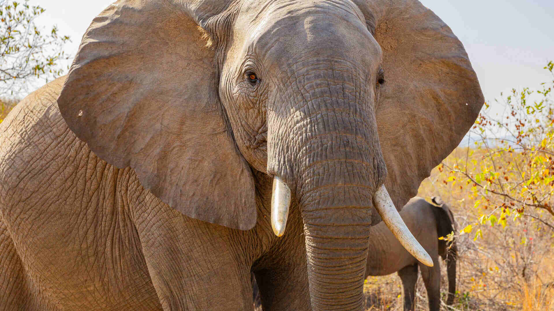 Ruaha National Park Tanzania