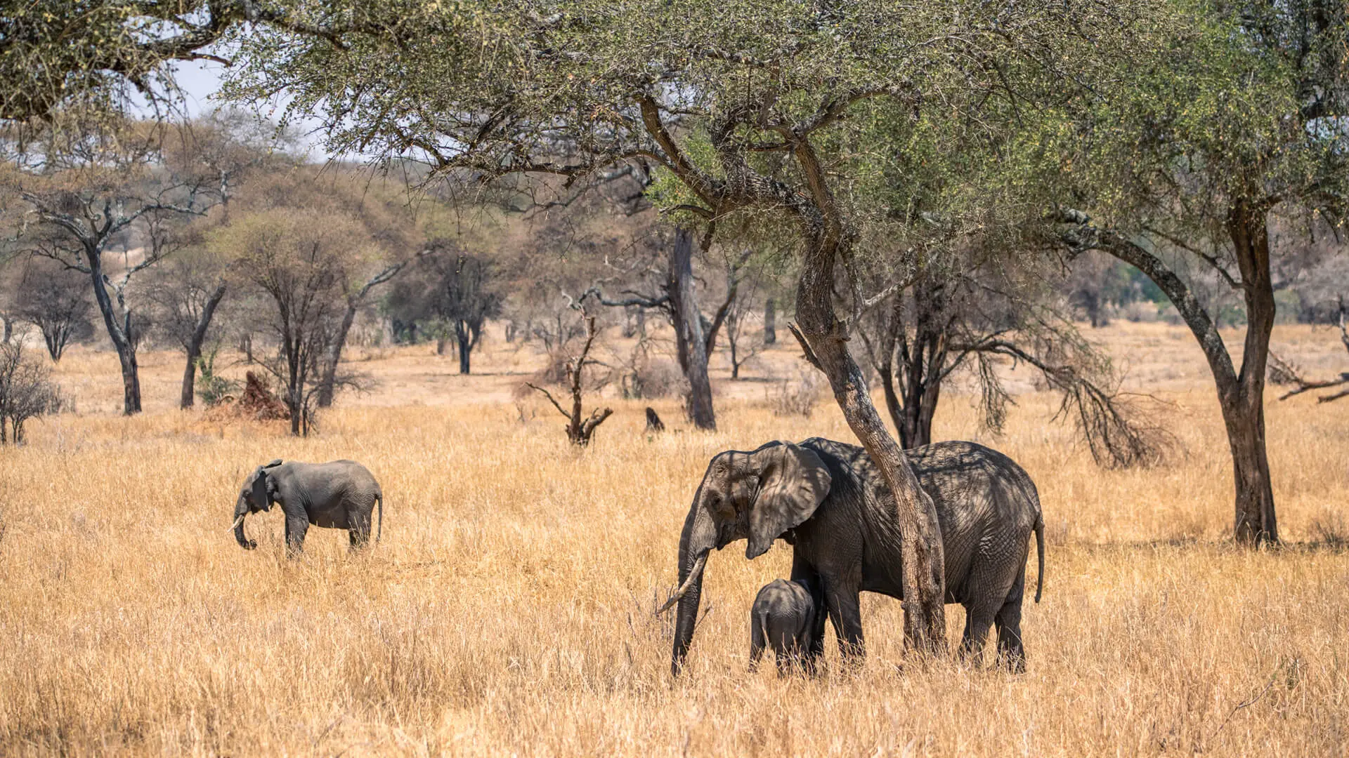 Tarangire National Park Tanzania