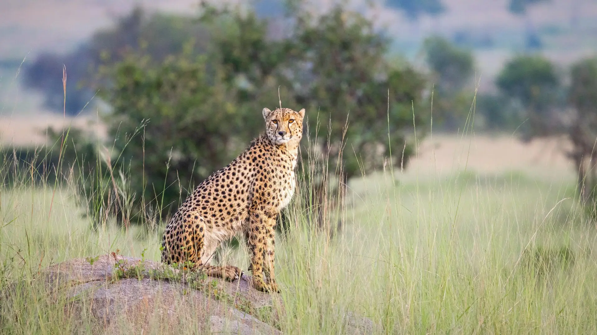 Serengeti and Ngorongoro safari