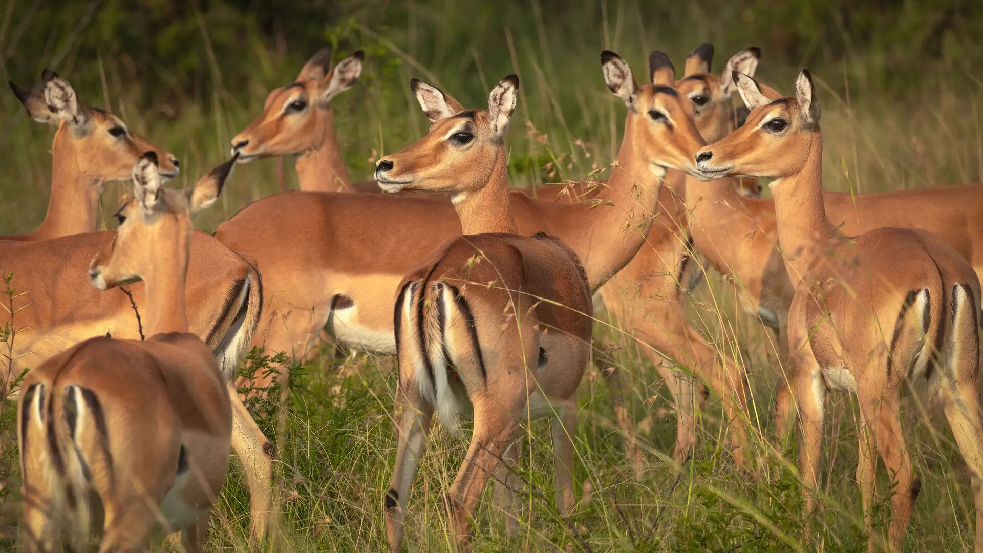 Northern Tanzania classic safari