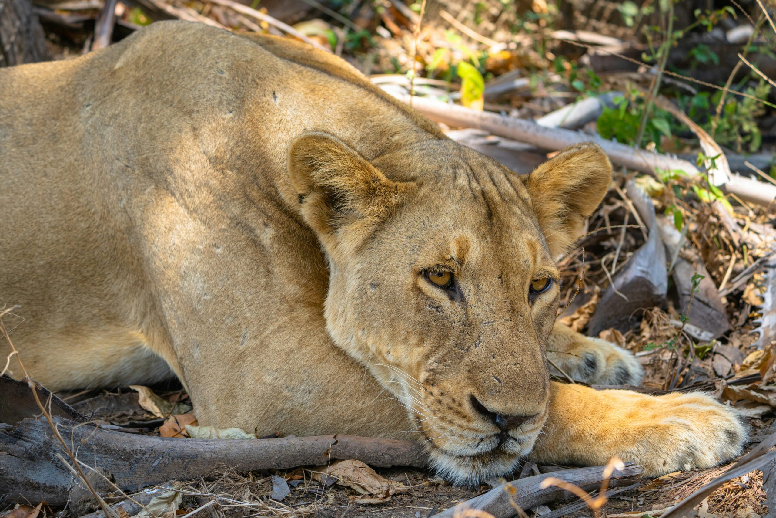 Nyerere National Park Tanzania