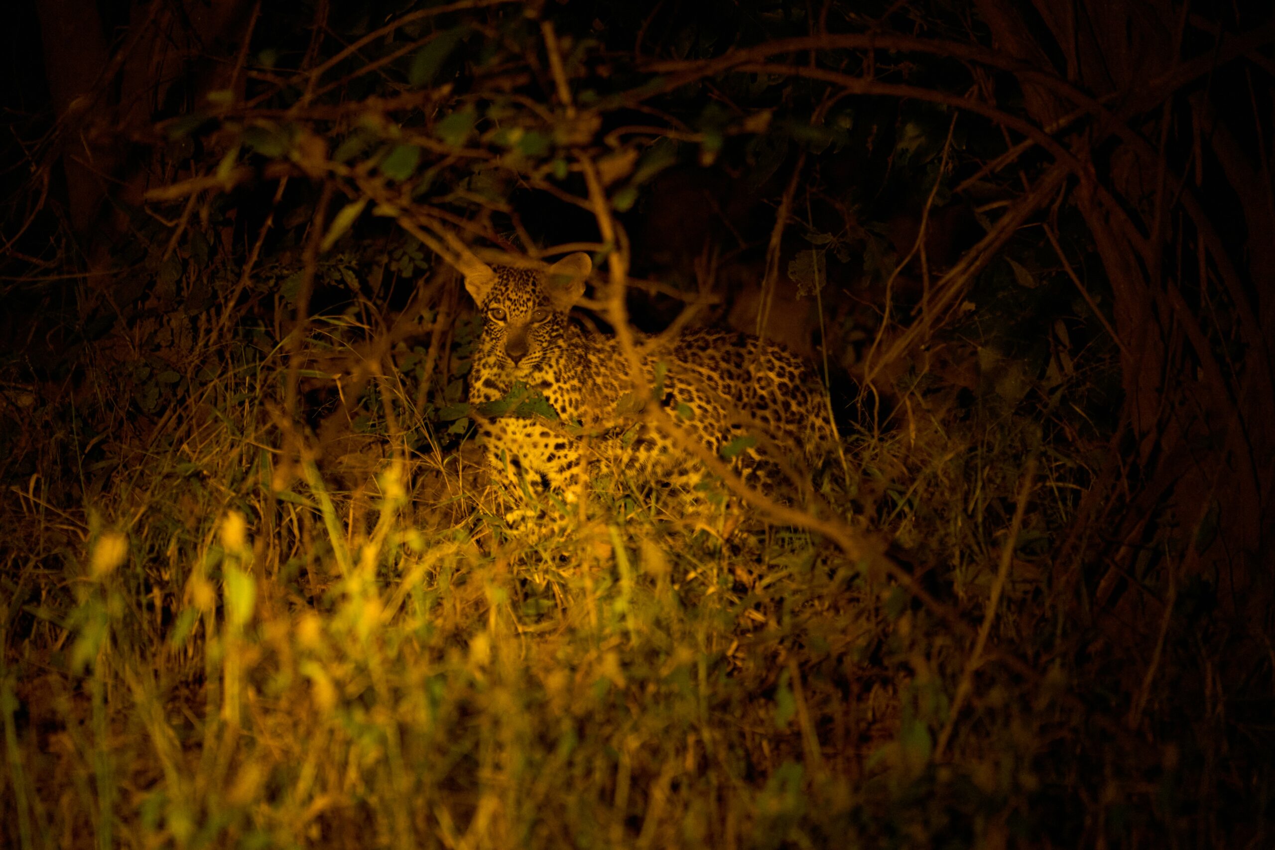 Night safari Tanzania