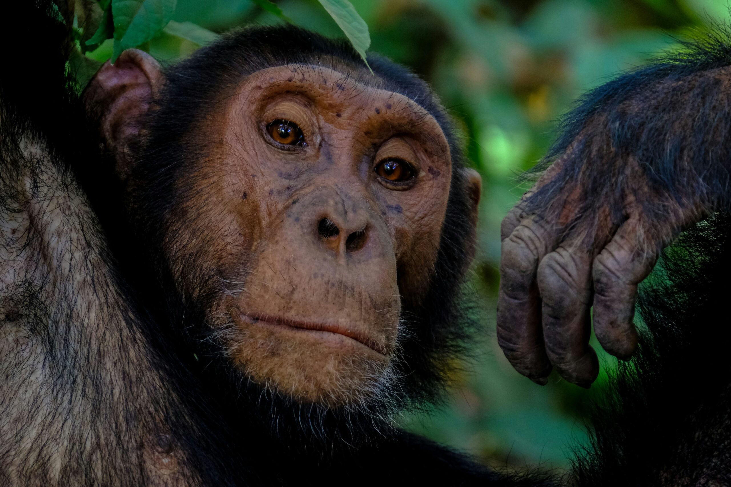 Chimpanzee tracking Tanzania