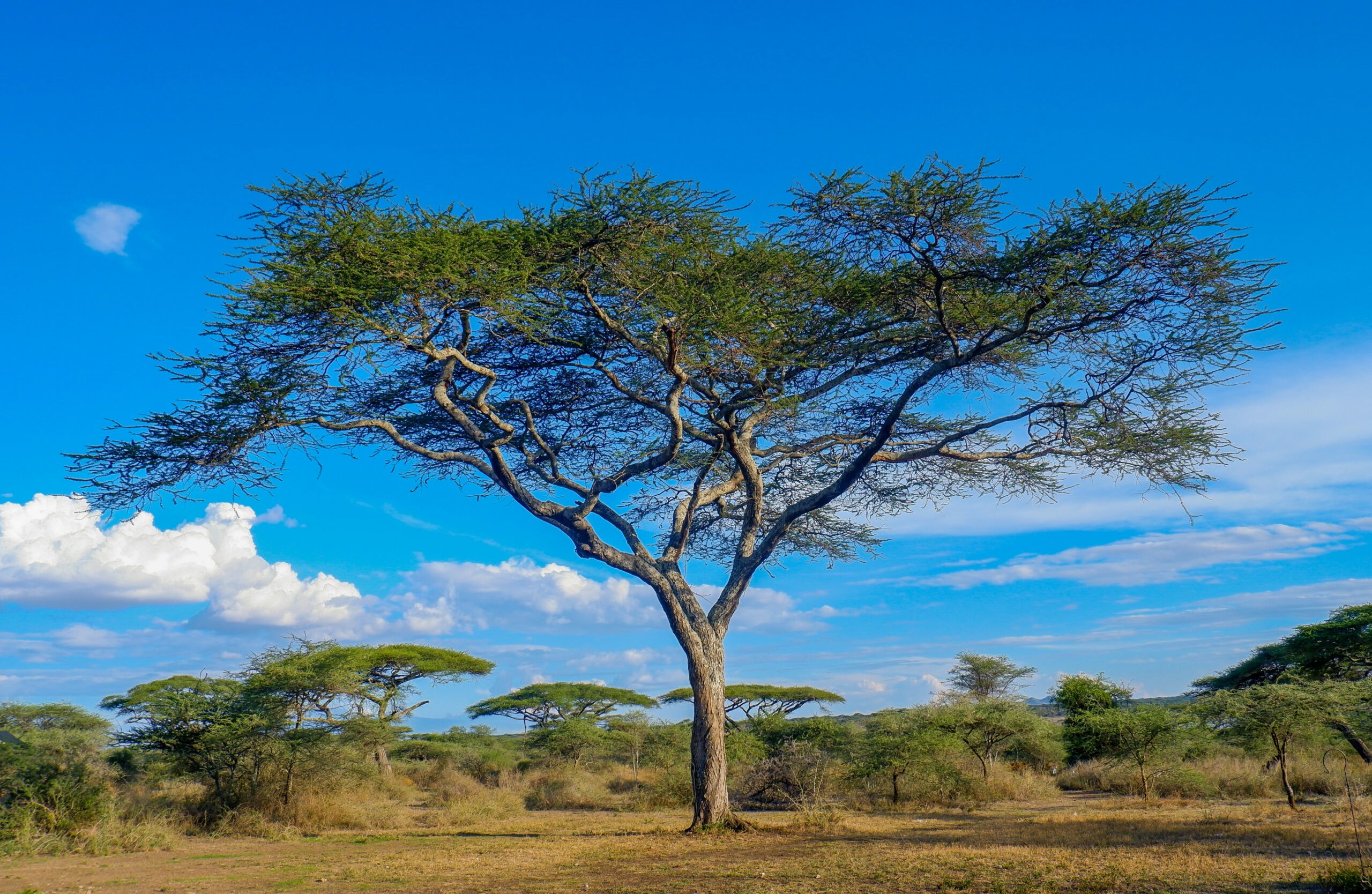 Serengeti National Park Tanzania