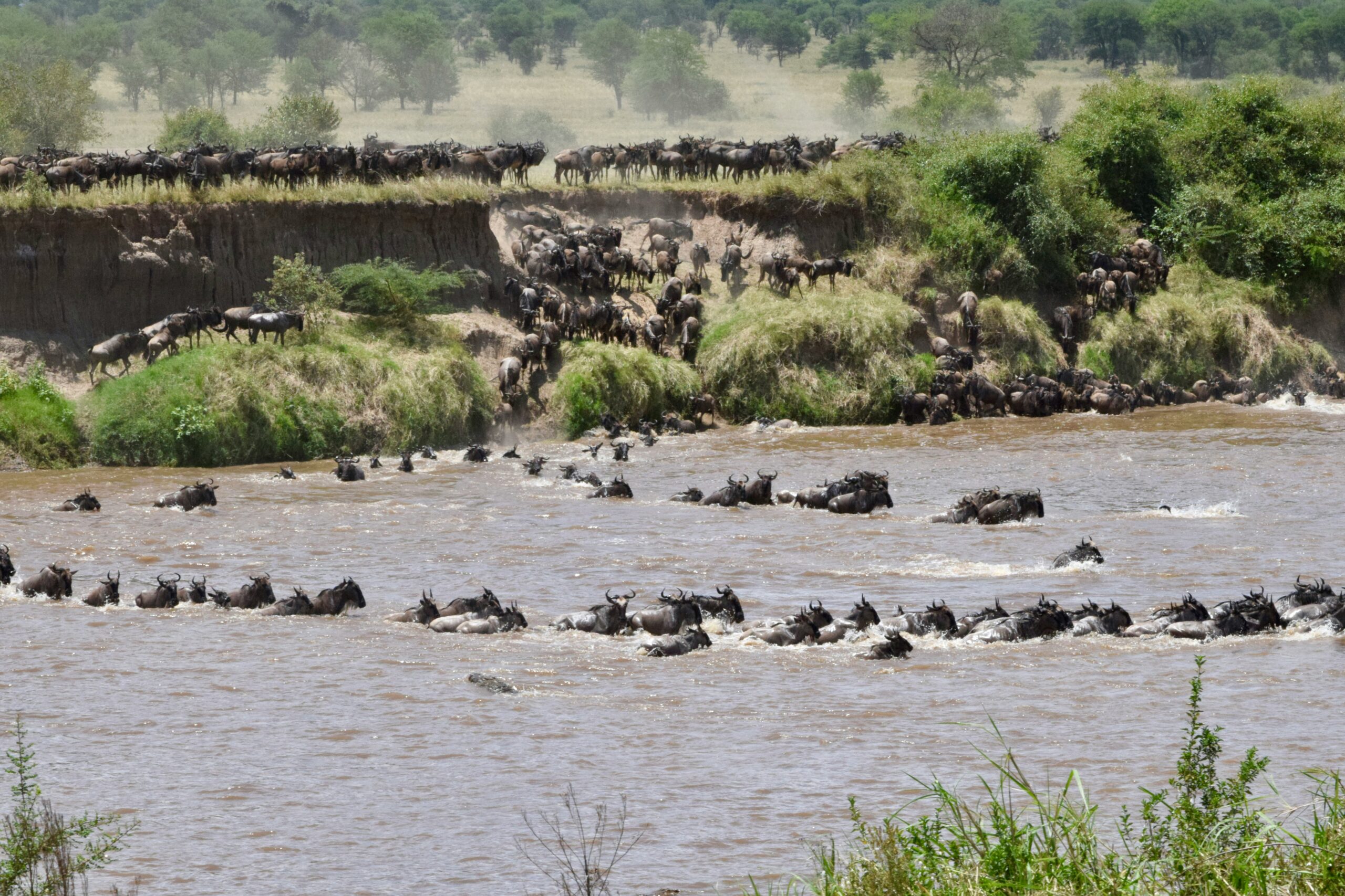 Migration river crossing Serengeti