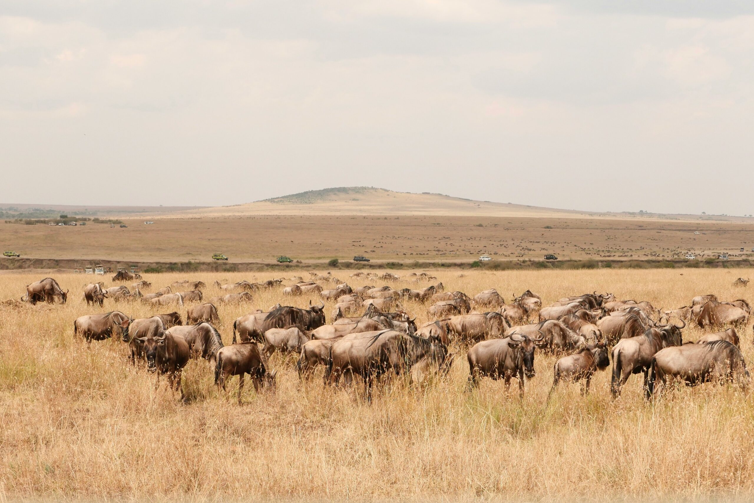 Lion resting in the Serengeti