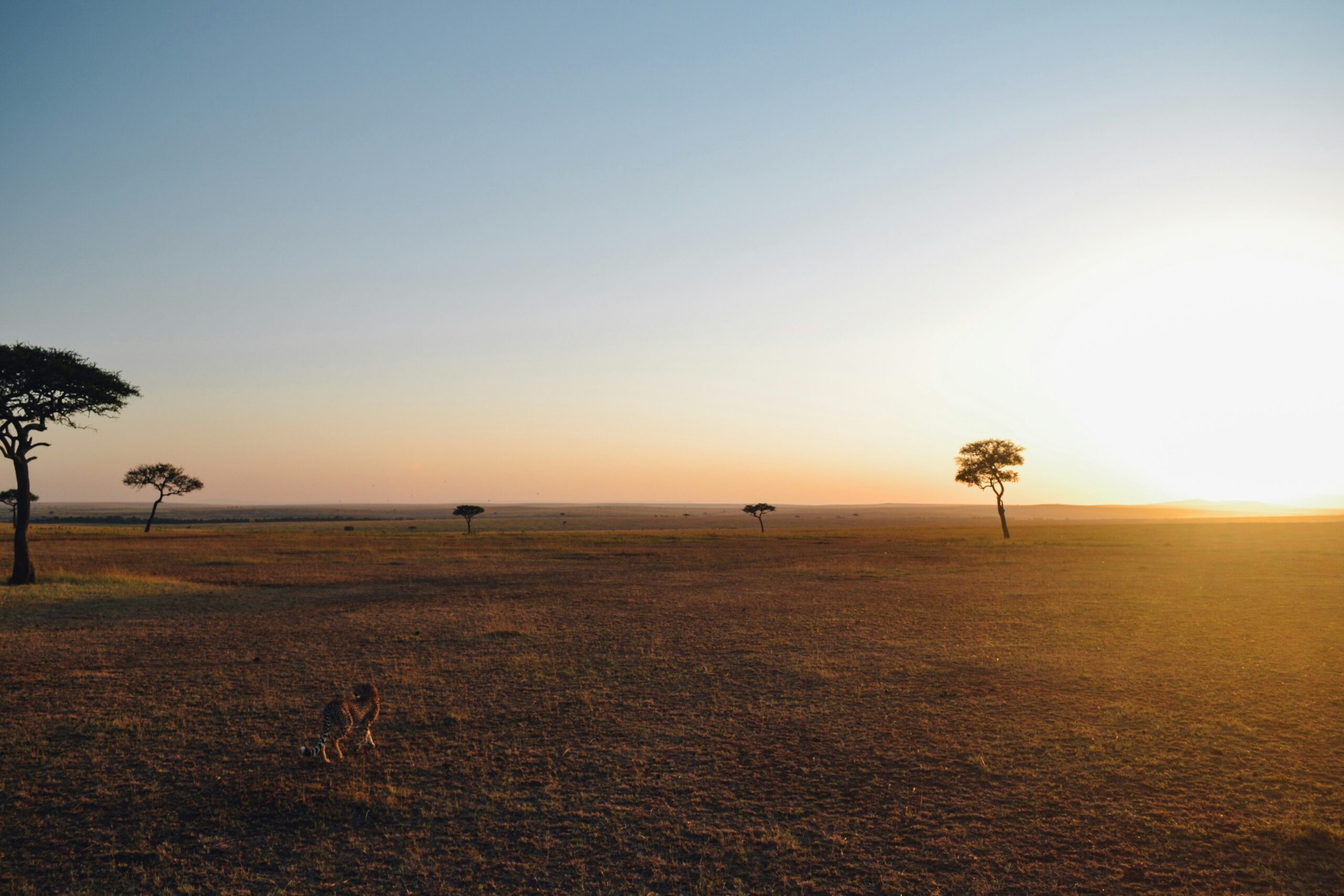 Serengeti landscape Tanzania