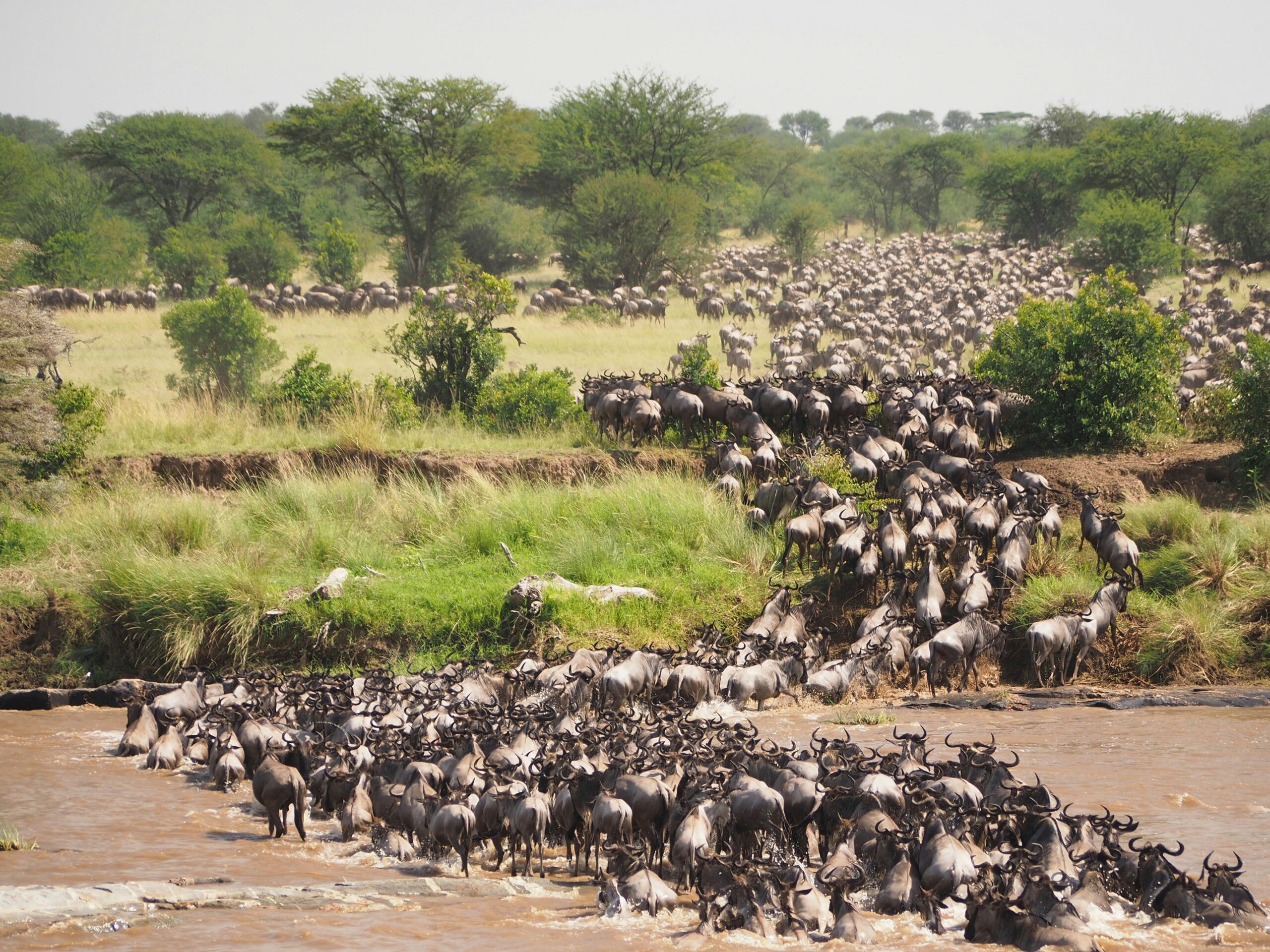 Great Migration Tanzania