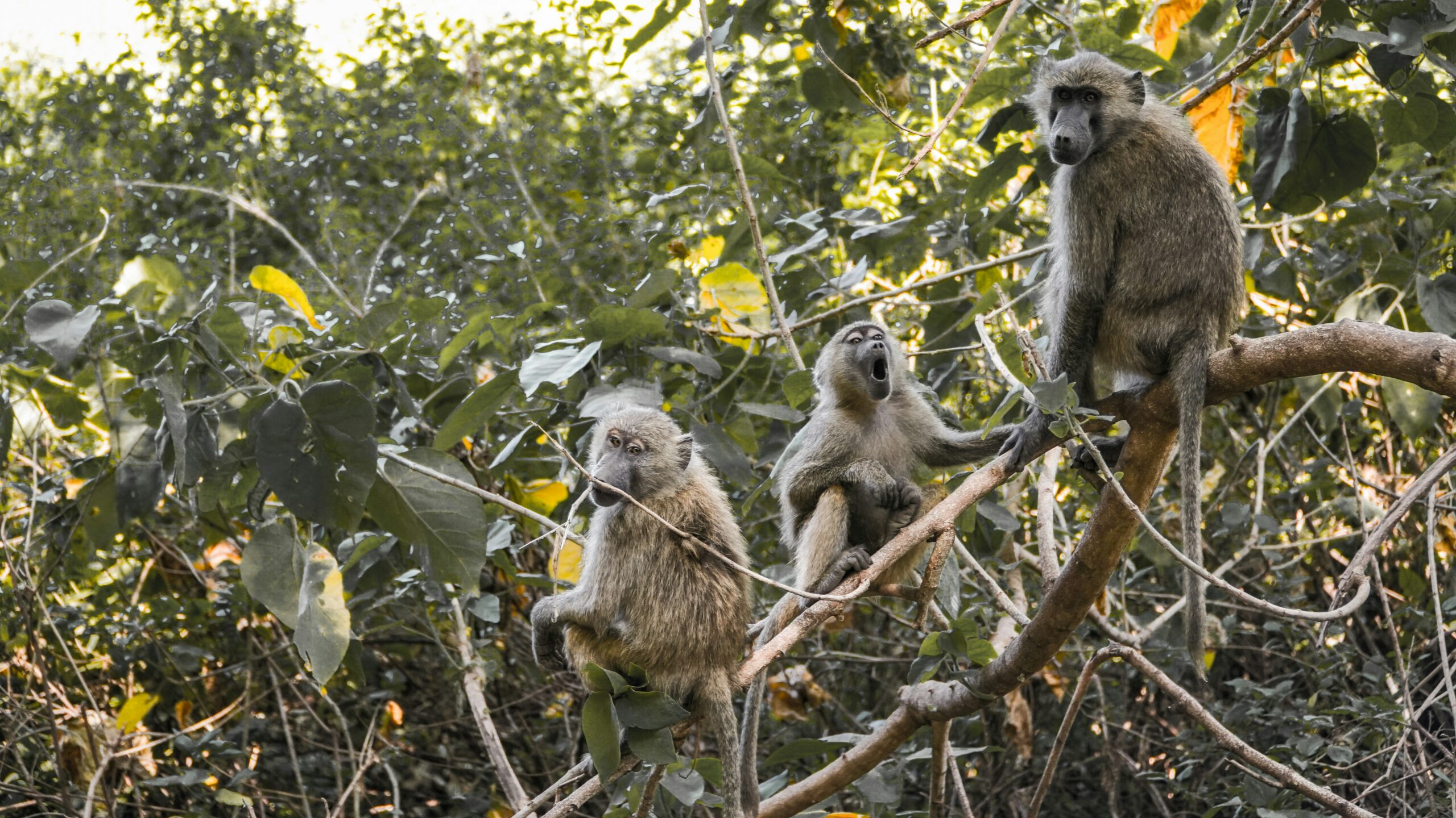 Lake Manyara Tanzania