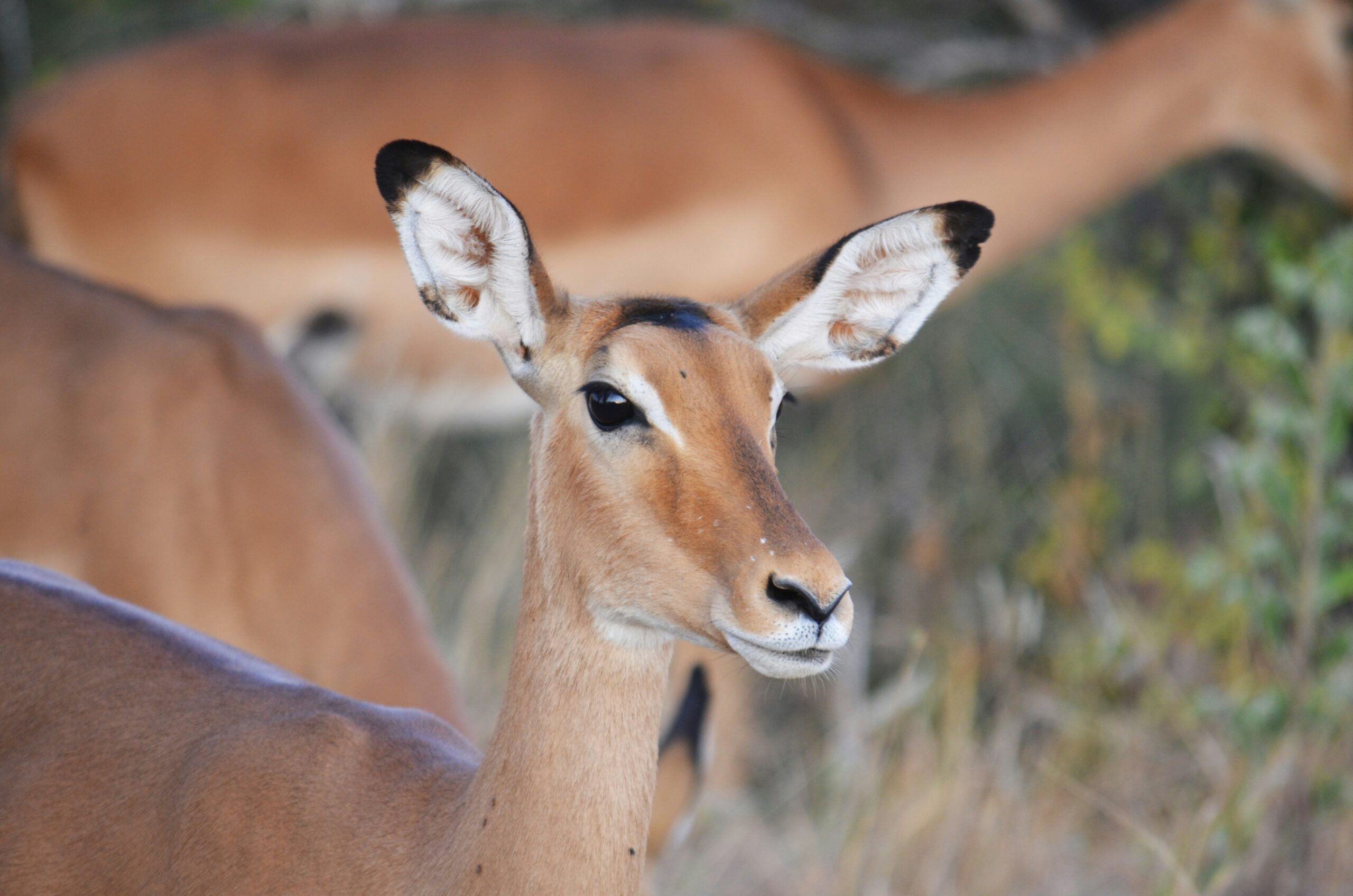 Southern Tanzania safari