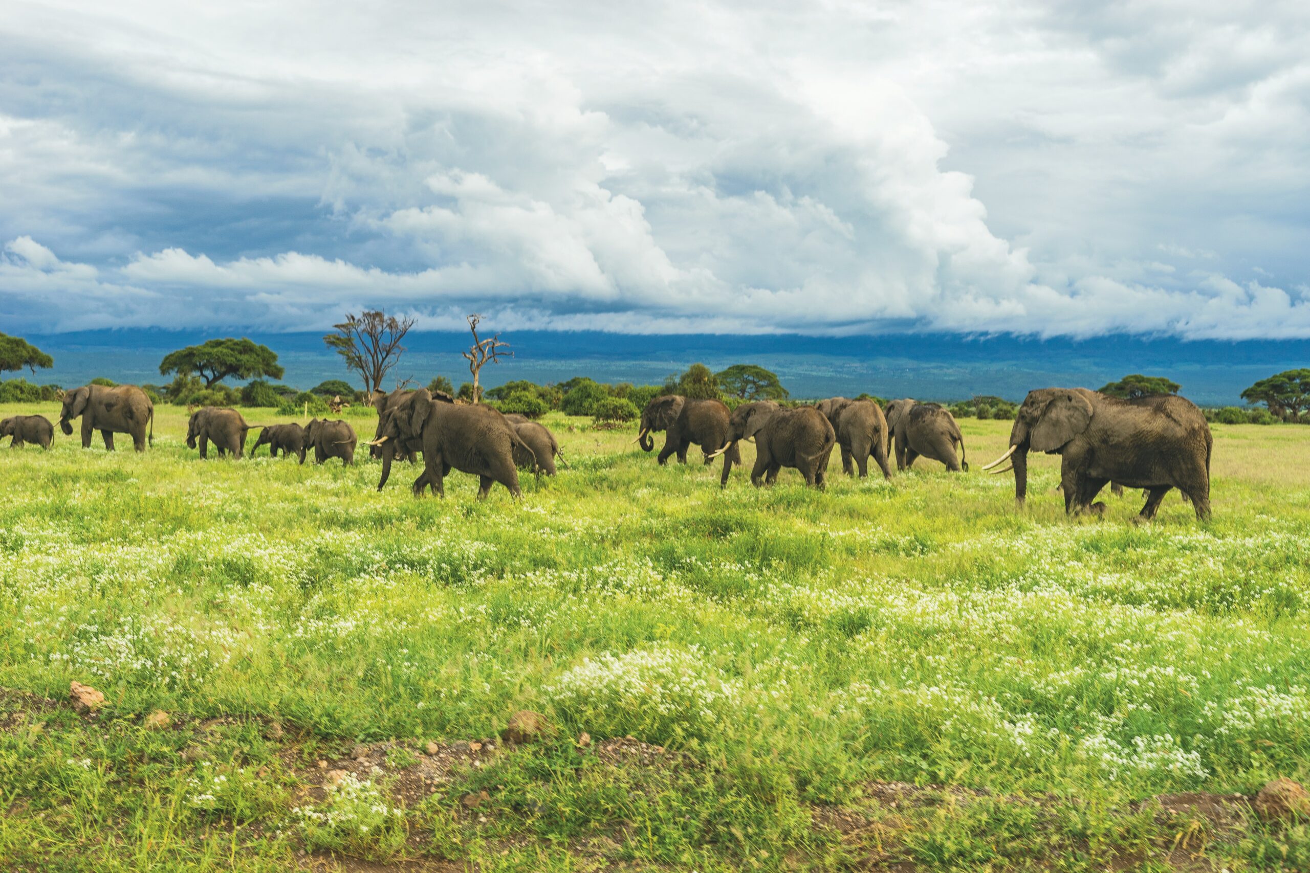 Conservation Tanzania