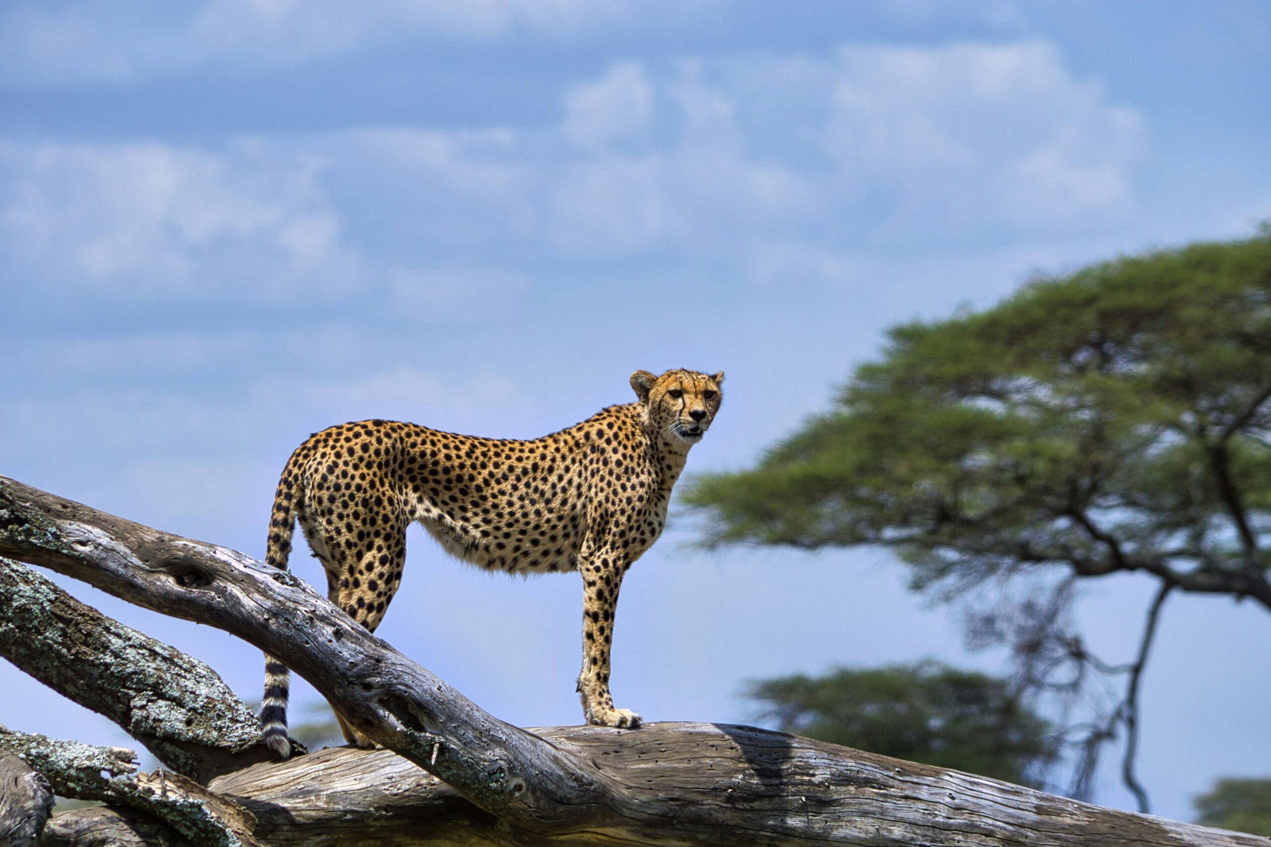 African Big Five safari