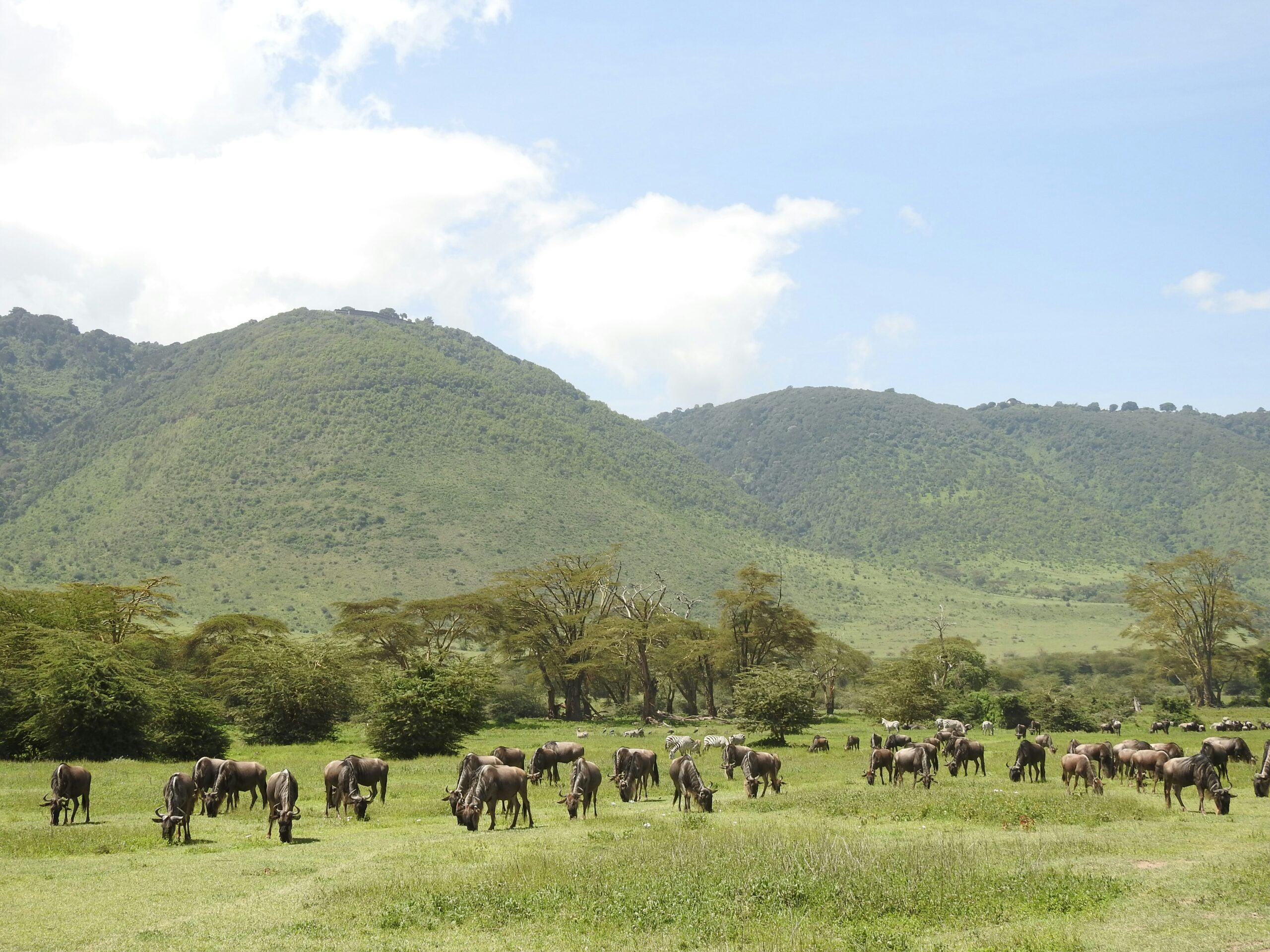 Ultimate Northern Tanzania safari