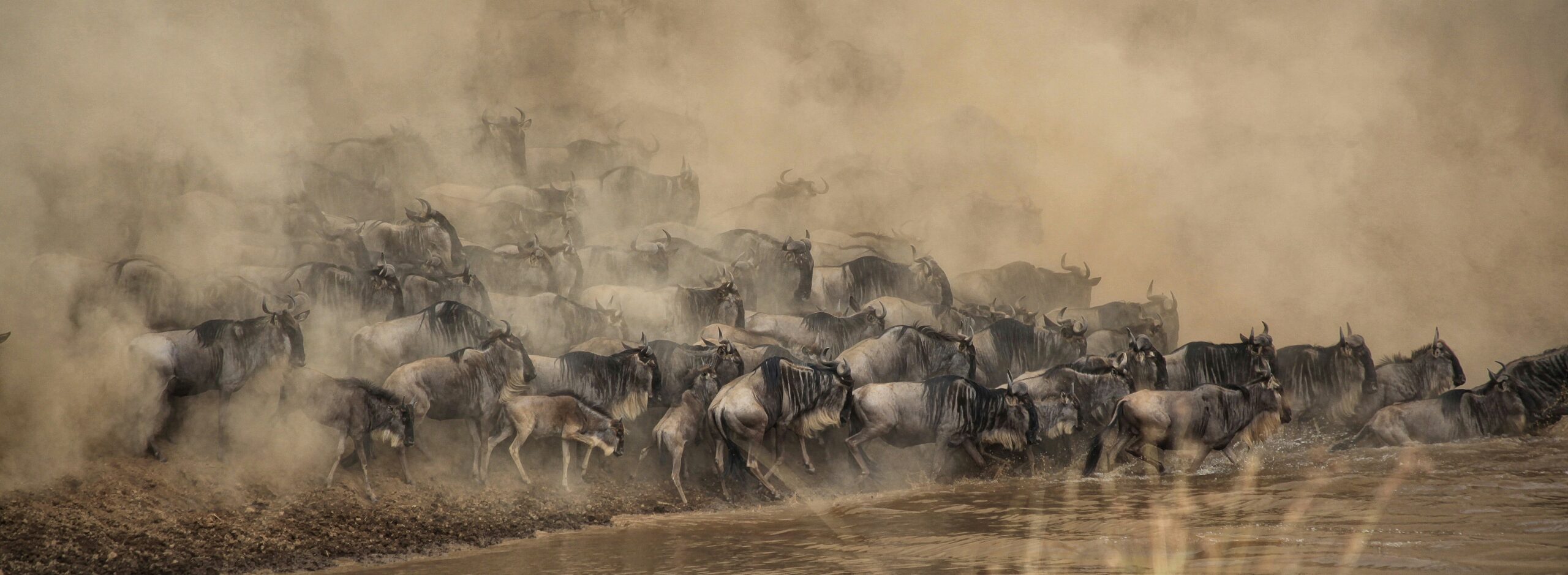 Wildebeest migration in Serengeti