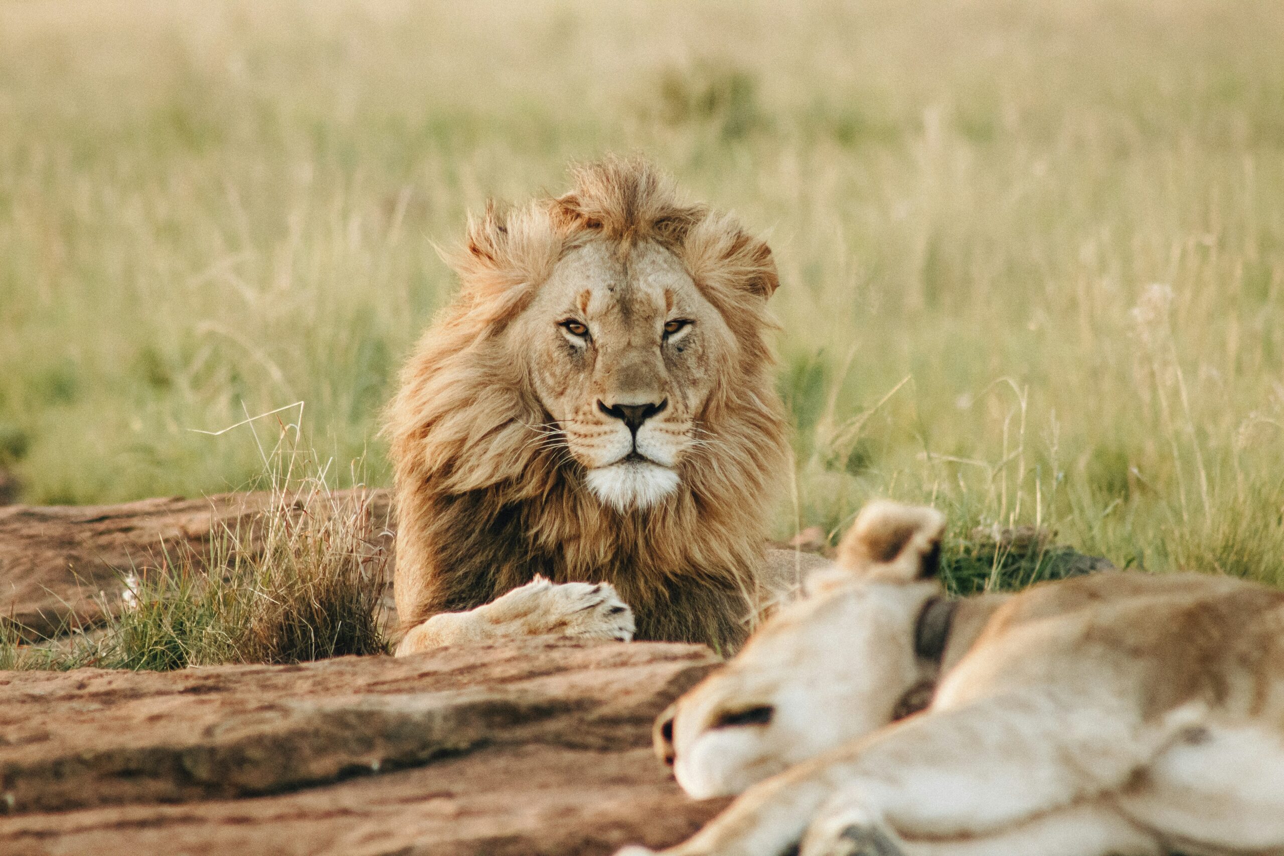 Serengeti safari